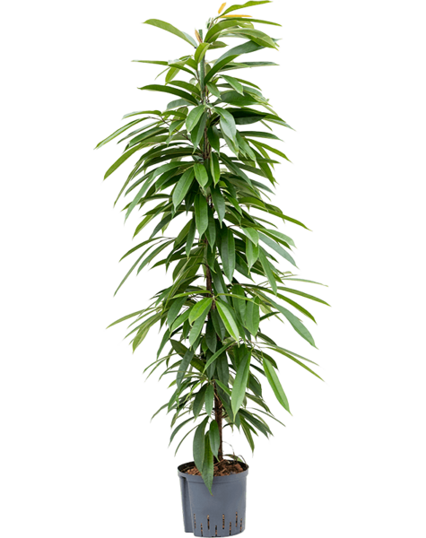 Hydroplant Ficus amstel king