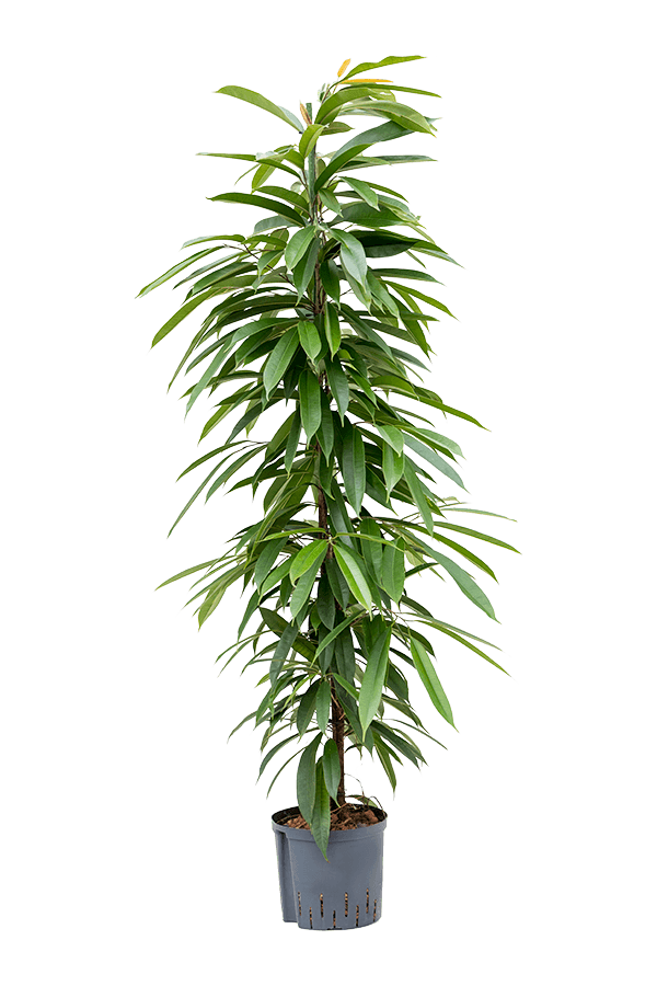 Hydroplant Ficus amstel king
