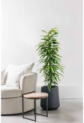 Hydroplant Ficus amstel king