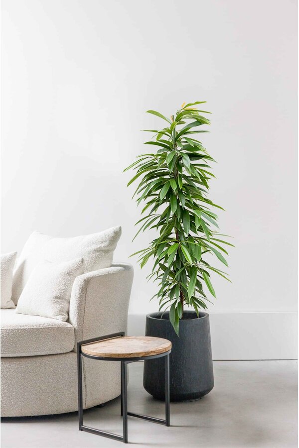 Hydroplant Ficus amstel king