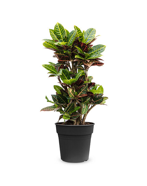 Codiaeum