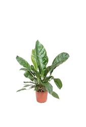 Anturium Jungle King L
