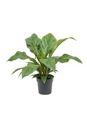 Anturium Jungle King Small