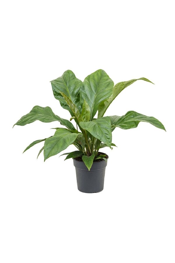 Anturium Jungle King Small