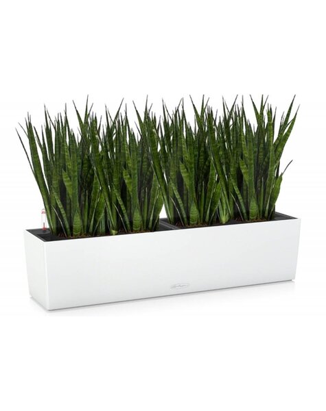 Lechuza Lechuza | Sansevieria