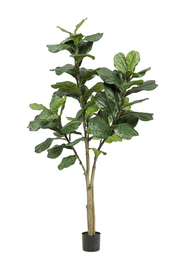 Sztuczna roślina Ficus Lyrata XL