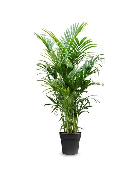 Howea Forsteriana
