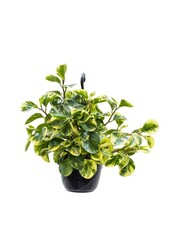 Peperomia Obtusifolia Roślina Wisząca
