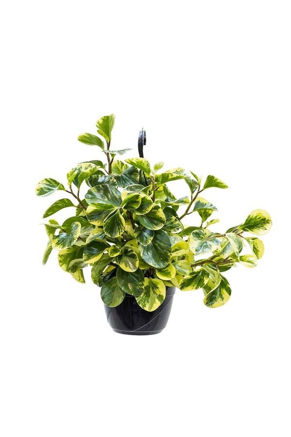 Peperomia Obtusifolia Roślina Wisząca