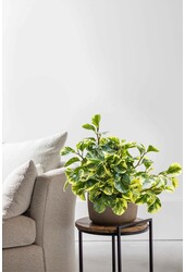 Peperomia Obtusifolia Roślina Wisząca