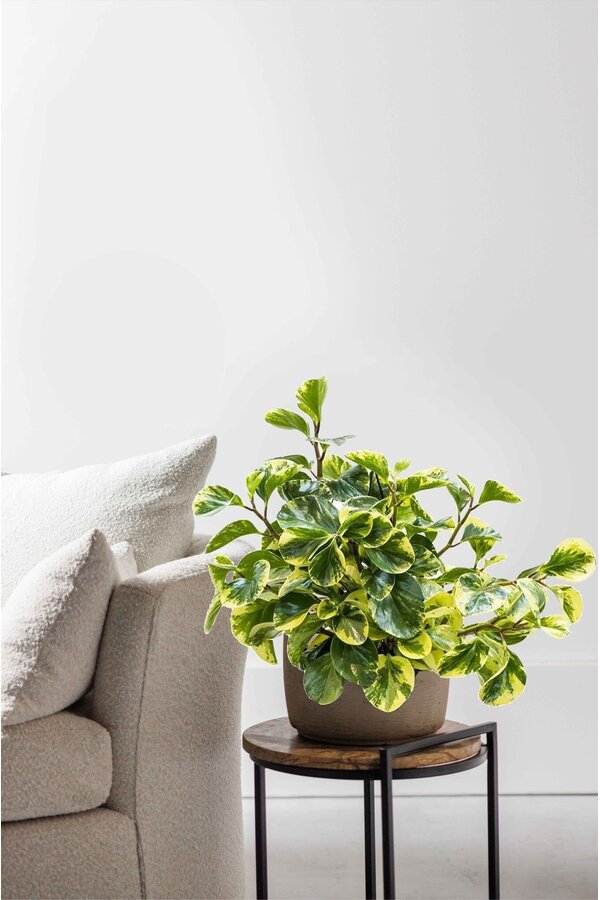 Peperomia Obtusifolia Roślina Wisząca