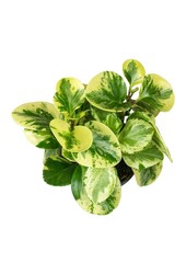 Peperomia Obtusifolia Roślina Wisząca