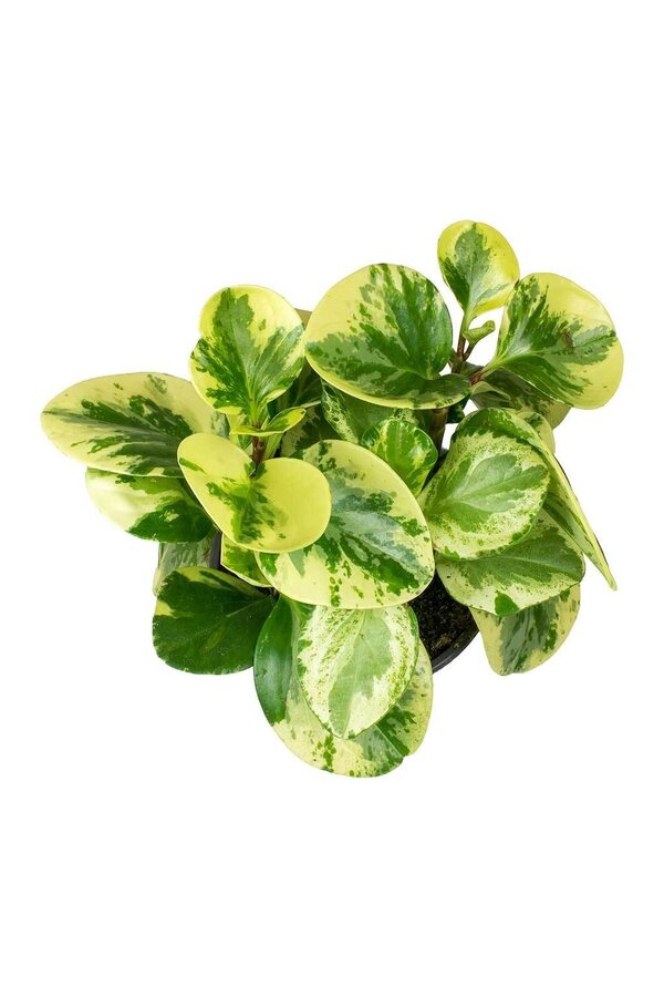 Peperomia Obtusifolia Roślina Wisząca