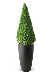 Buxus sempervirens w Pure Soft