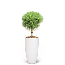 Elho Elho | Pinus