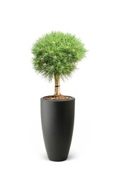 Pinus Drzewo iglaste w Pure Soft
