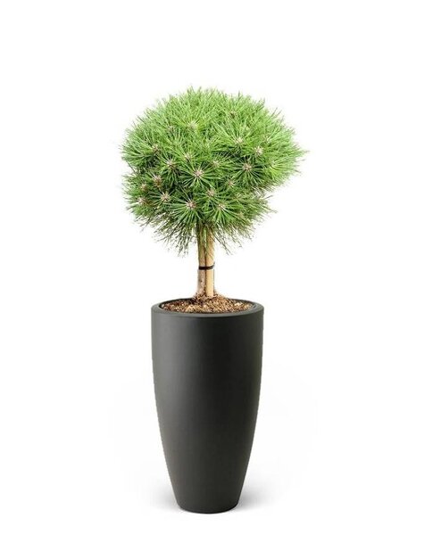 Elho Elho | Pinus