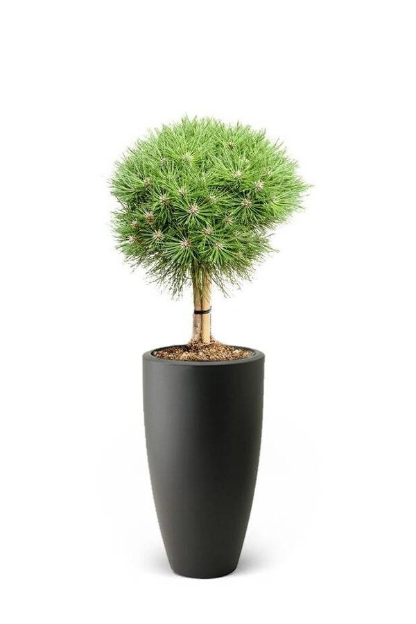 Pinus Drzewo iglaste w Pure Soft
