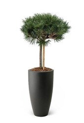 Pinus nigra W Pure Soft
