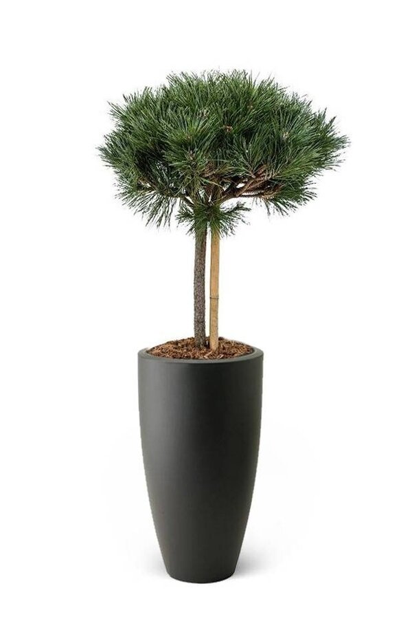 Pinus nigra W Pure Soft