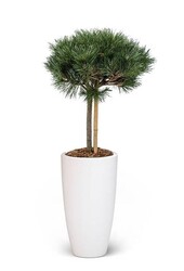Pinus nigra W Pure Soft