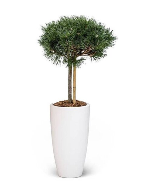 Elho Elho | Pinus