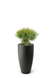 Pinus Bregon Drzewo iglaste w Pure Soft
