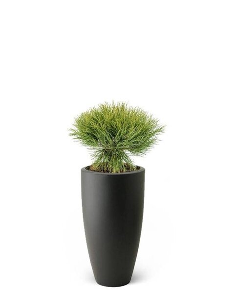 Elho Elho | Pinus