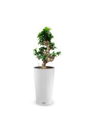 Fikus Bonsai w Samonawadniającej Doniczce Cilindro