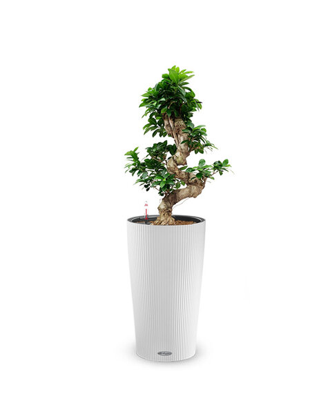 Lechuza Lechuza | Microcarpa