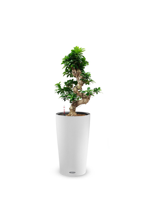 Fikus Bonsai w Samonawadniającej Doniczce Cilindro