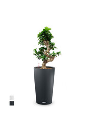 Fikus Bonsai w Samonawadniającej Doniczce Cilindro