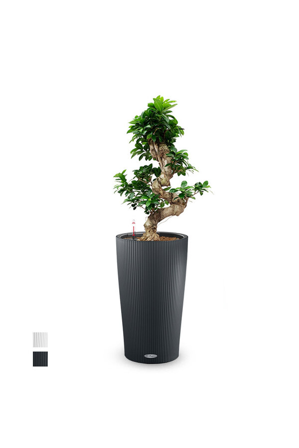 Fikus Bonsai w Samonawadniającej Doniczce Cilindro