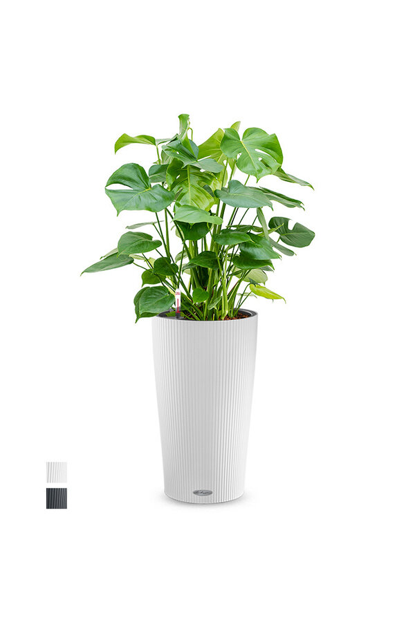 Monstera w samonawadniającej doniczce Cilindro