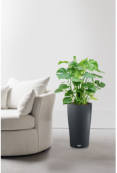Monstera w samonawadniającej doniczce Cilindro