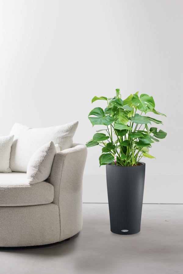 Monstera w samonawadniającej doniczce Cilindro