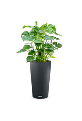 Monstera w samonawadniającej doniczce Cilindro