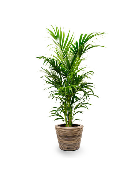 Rattan | Howea Forsteriana