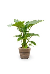 Alocasia w Doniczce Rattanowej