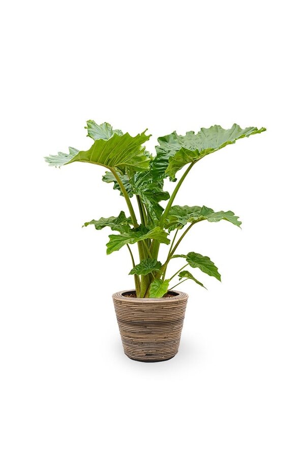 Alocasia w Doniczce Rattanowej