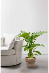 Alocasia w Doniczce Rattanowej