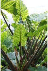 Alocasia w Doniczce Rattanowej