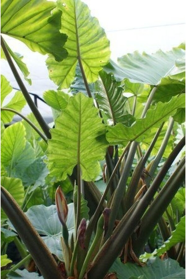 Alocasia w Doniczce Rattanowej