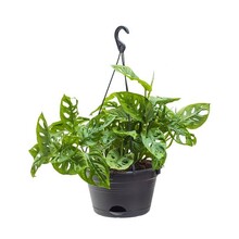 Filodendron