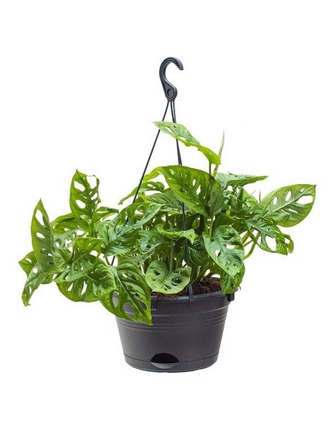 Filodendron
