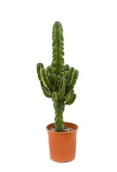 Euphorbia erytrea candelabrum
