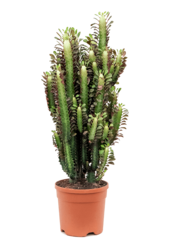 Euphorbia trigonia Rubra