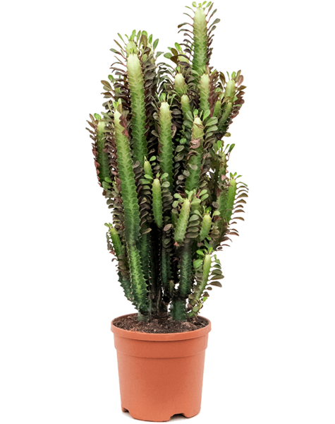 Euphorbia