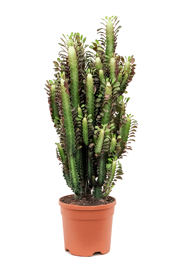 Euphorbia trigonia Rubra