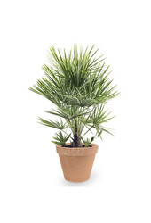 Chamaerops Humilis XL w Terakocie